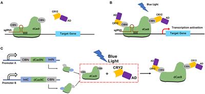A Light-Inducible Split-dCas9 System for Inhibiting the Progression of Bladder Cancer Cells by Activating p53 and E-cadherin